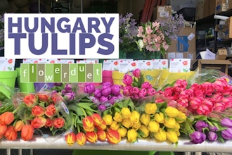 Hungarian Tulips